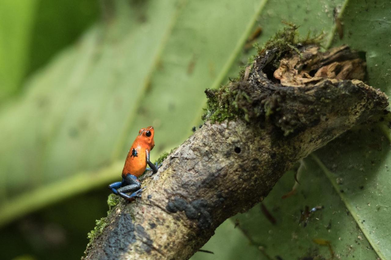 Cabanas Del Rio La Fortuna ภายนอก รูปภาพ